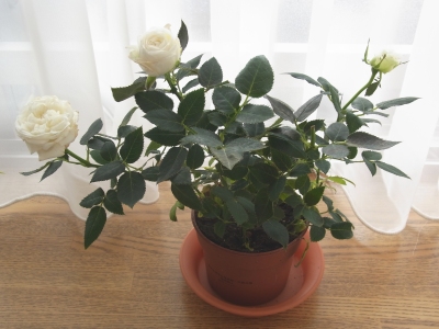 �w�������Ƃ��̂悤��